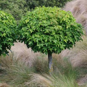 Ambrovník styraxový (Liquidambar styraciflua) ´GUMBALL´ - výška 250-300 cm, obvod kmeňa: 10/12 cm, kont. C45L 